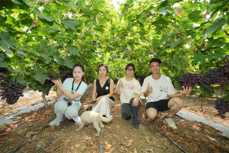 美豐套餐肥助力葡萄產(chǎn)量品質雙突破